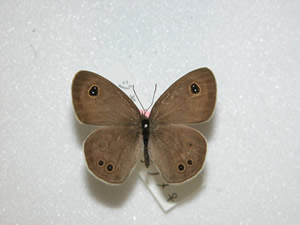 �q���E���W���m��