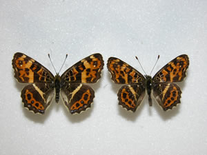 �T�J�n�`�`���E