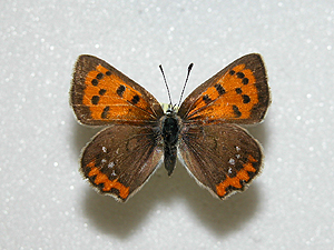 �x�j�V�W�~