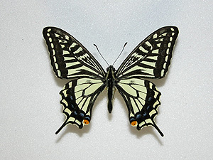 �A�Q�n�`���E