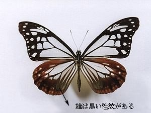 �A�T�M�}�_��