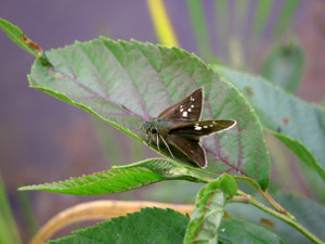 �C�`�����W�Z�Z��