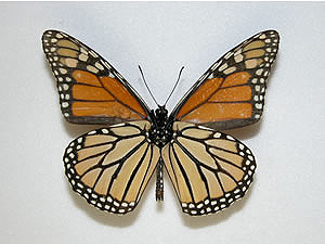 �I�I�J�o�}�_��