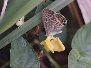 �E���i�~�V�W�~